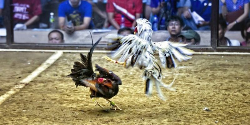 79sodo qq88 bắn cá