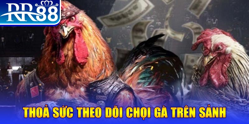 79sodo trực tiếp đá gà c1