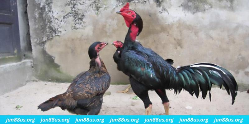 79sodo casino hồ tràm có cho người việt vào không
